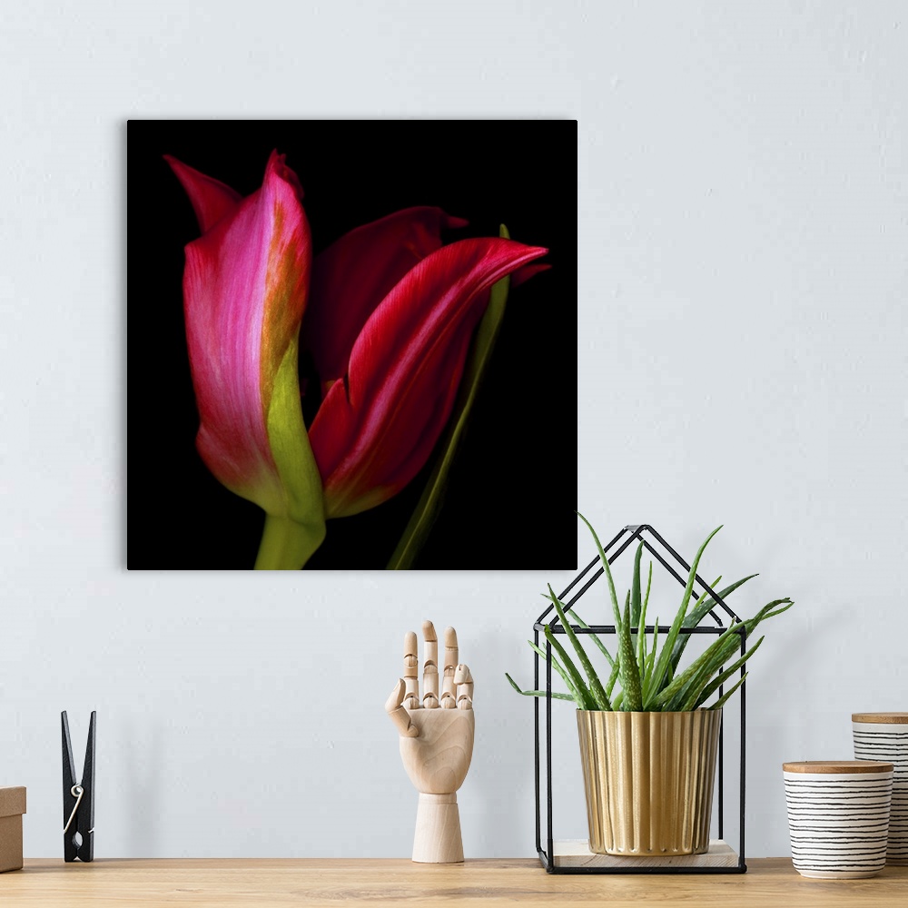 A bohemian room featuring A single red star tulip on a black background.