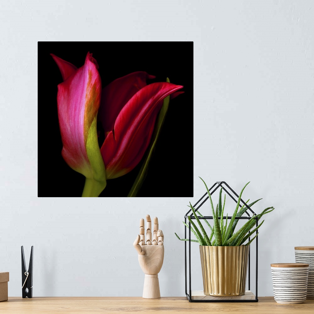 A bohemian room featuring A single red star tulip on a black background.