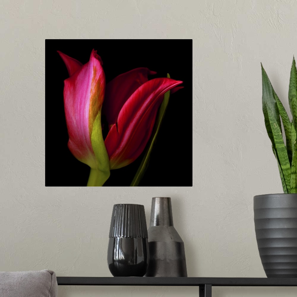 A modern room featuring A single red star tulip on a black background.