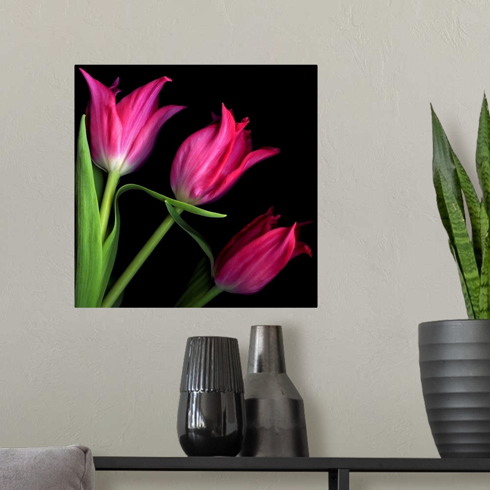 A modern room featuring Three pink star tulips.
