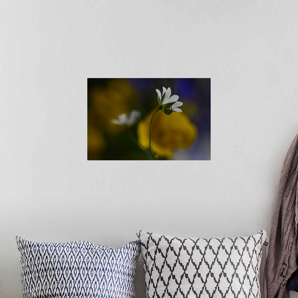 A bohemian room featuring Macro photograph of very tiny wild flowers in Norway with a large water drop underneath the petals.