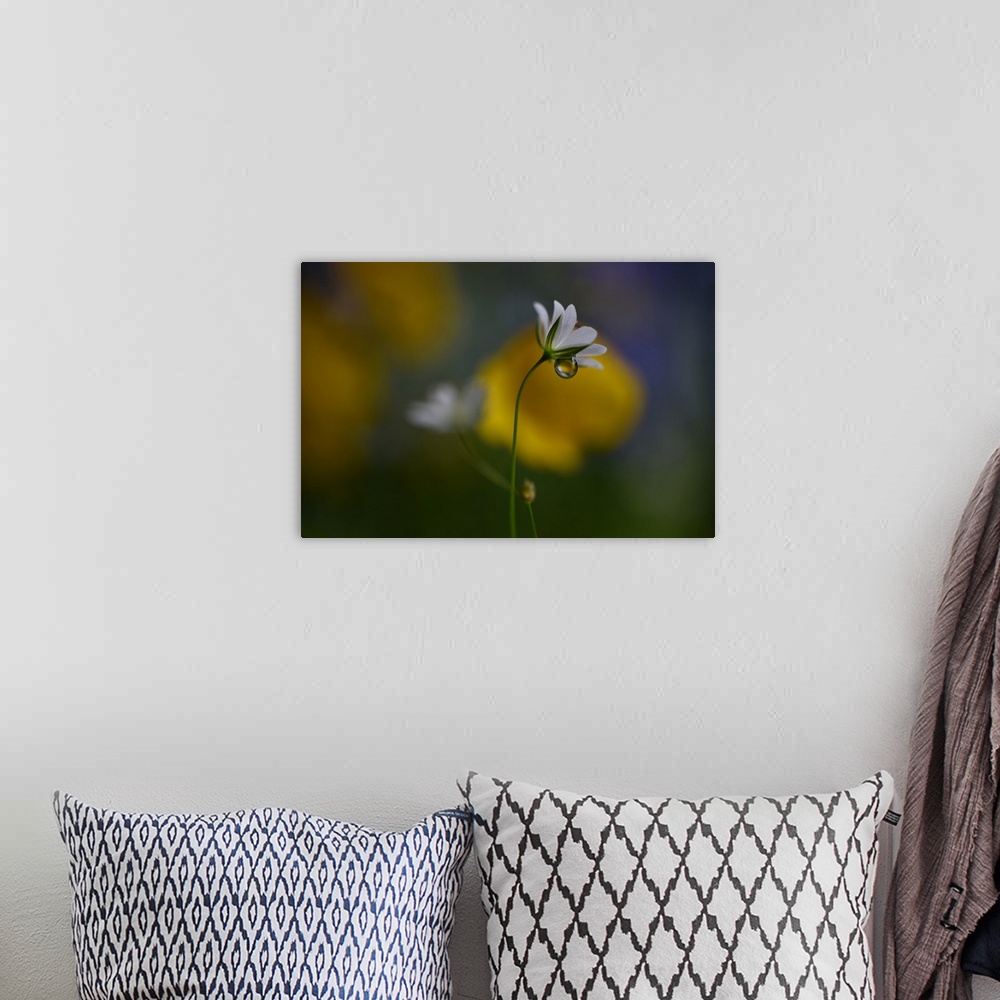 A bohemian room featuring Macro photograph of very tiny wild flowers in Norway with a large water drop underneath the petals.