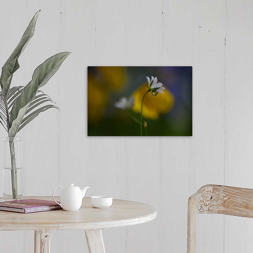 A farmhouse room featuring Macro photograph of very tiny wild flowers in Norway with a large water drop underneath the petals.