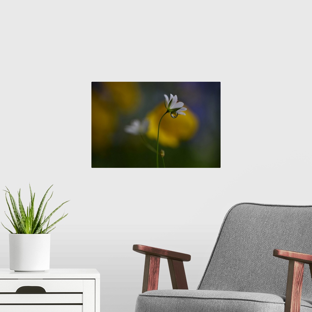 A modern room featuring Macro photograph of very tiny wild flowers in Norway with a large water drop underneath the petals.