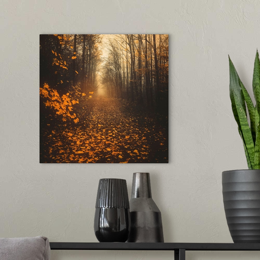 A modern room featuring Path in the forest during autumn