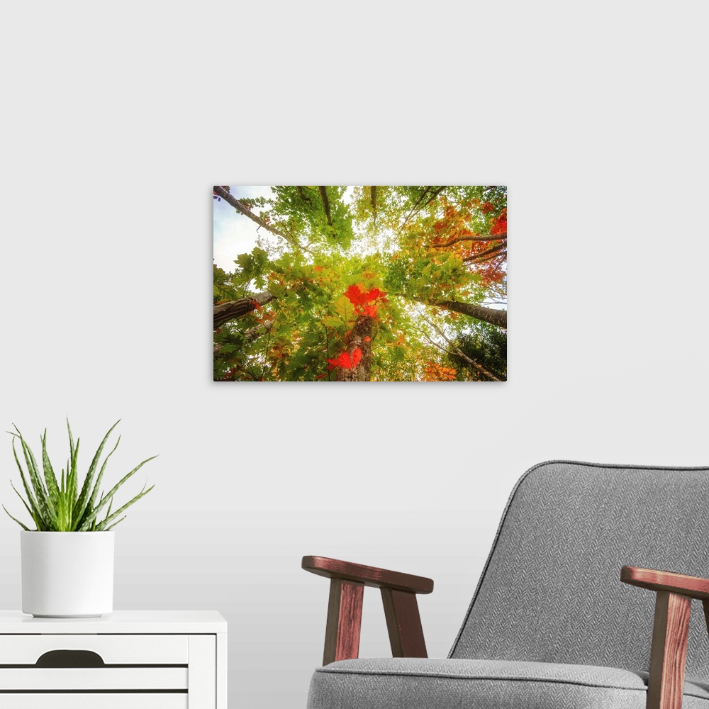 A modern room featuring Trees seen from low angle with red leaves in the foreground