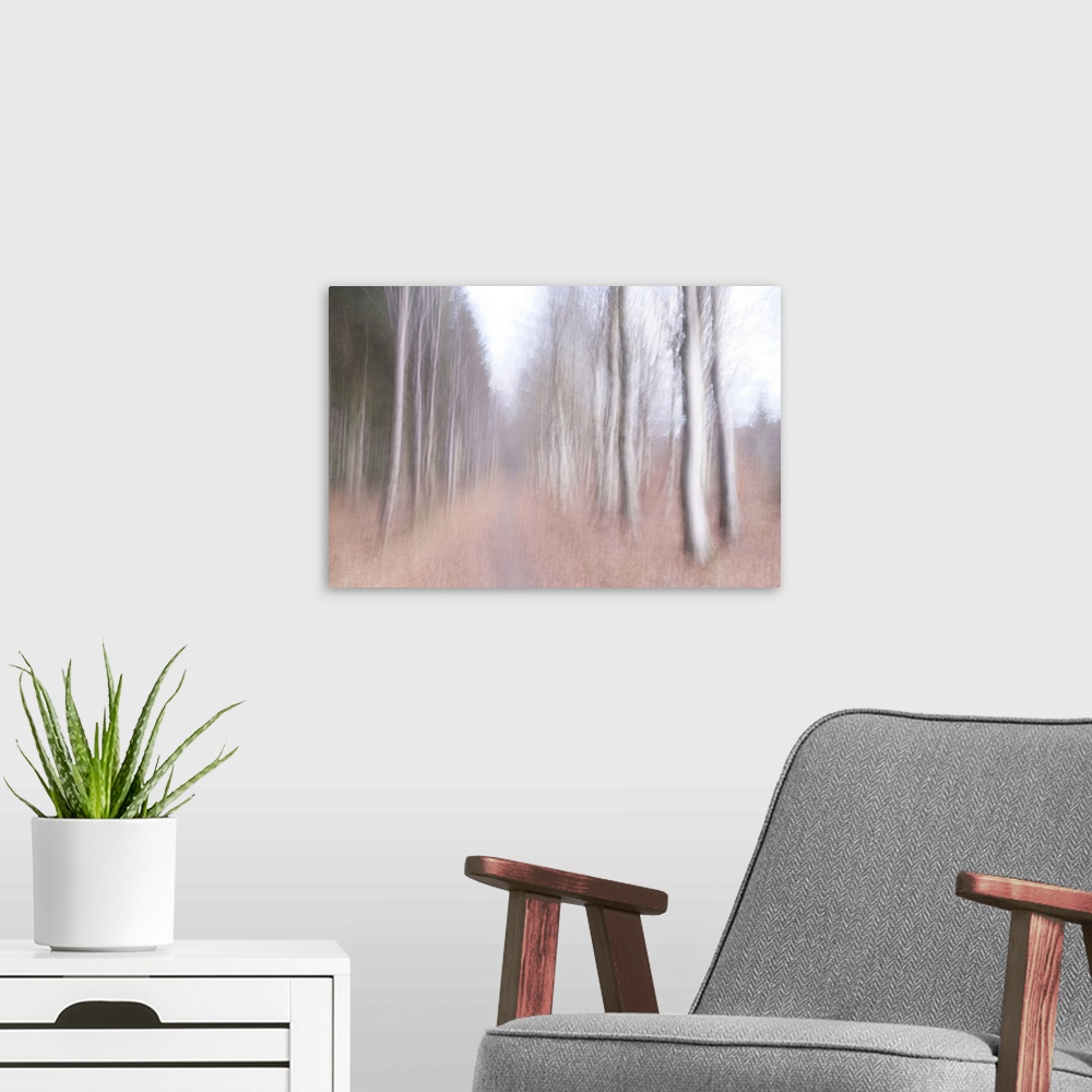 A modern room featuring A stroll between the naked trees on a cold winter day.