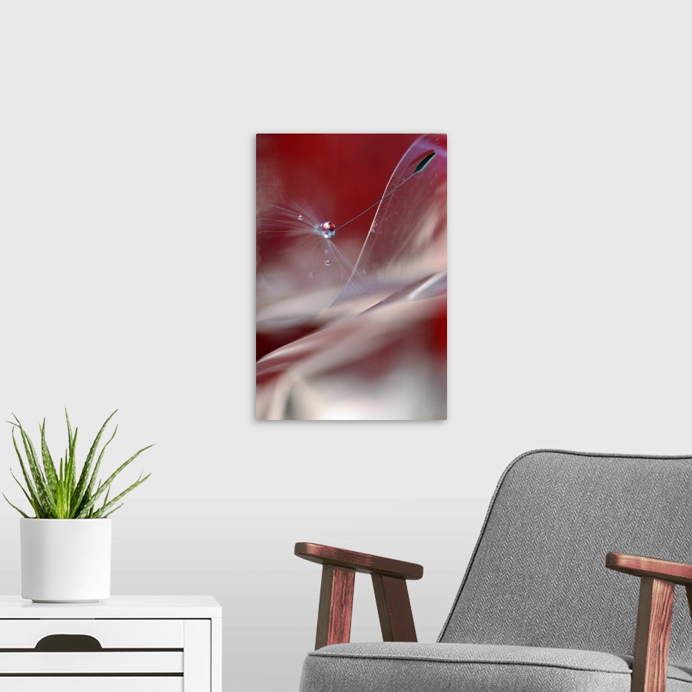 A modern room featuring A dew drop on a dandelion seed standing out from the blurred foreground.