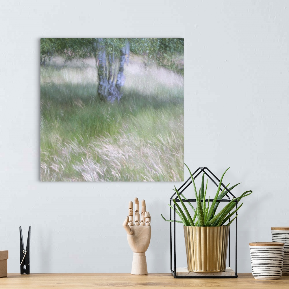 A bohemian room featuring A soft gentle impressionistic image of the breeze bl;owing through grasses beneath a silver birch...