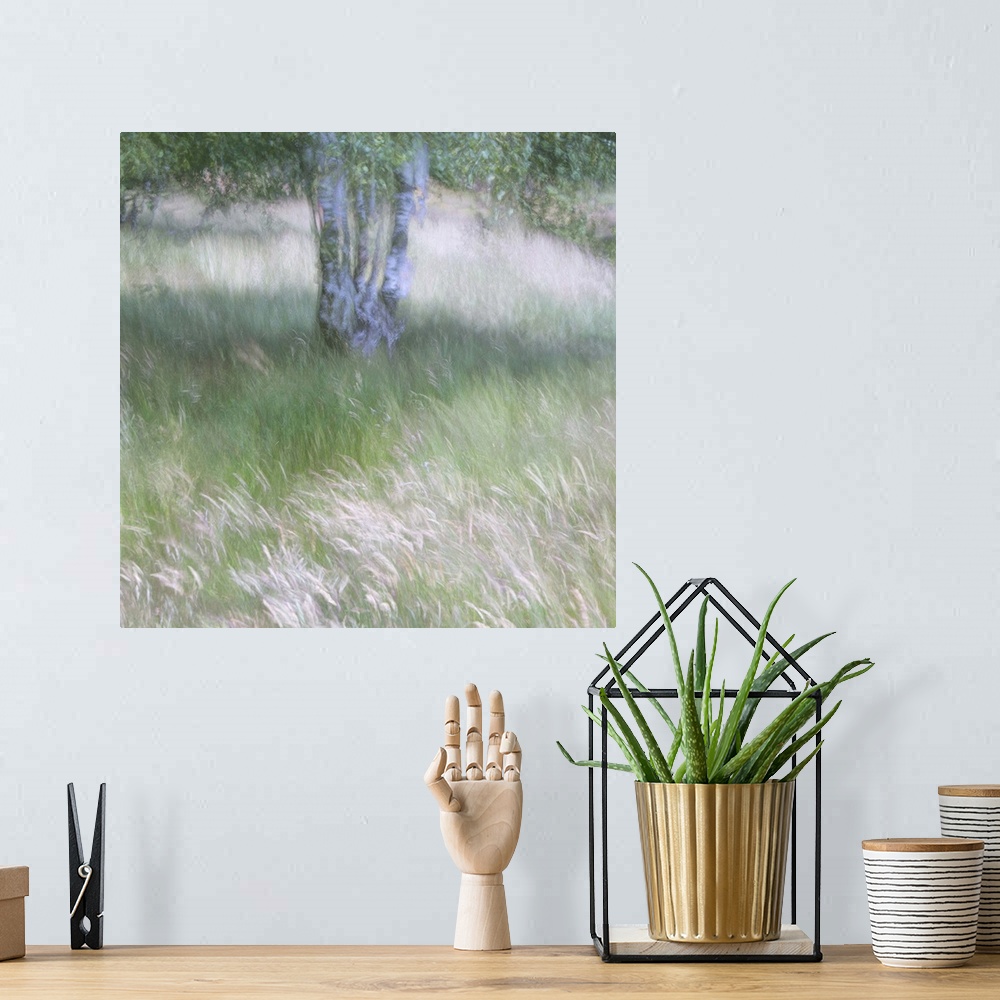 A bohemian room featuring A soft gentle impressionistic image of the breeze bl;owing through grasses beneath a silver birch...