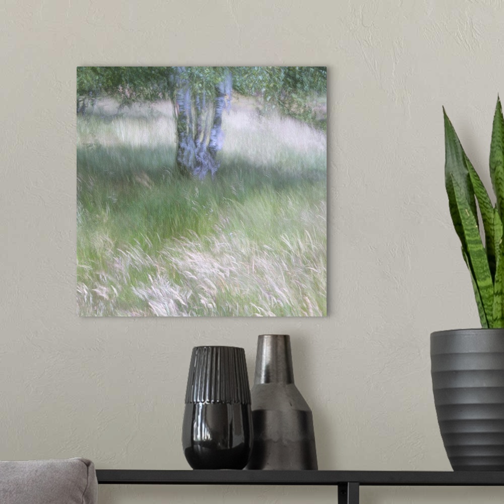 A modern room featuring A soft gentle impressionistic image of the breeze bl;owing through grasses beneath a silver birch...