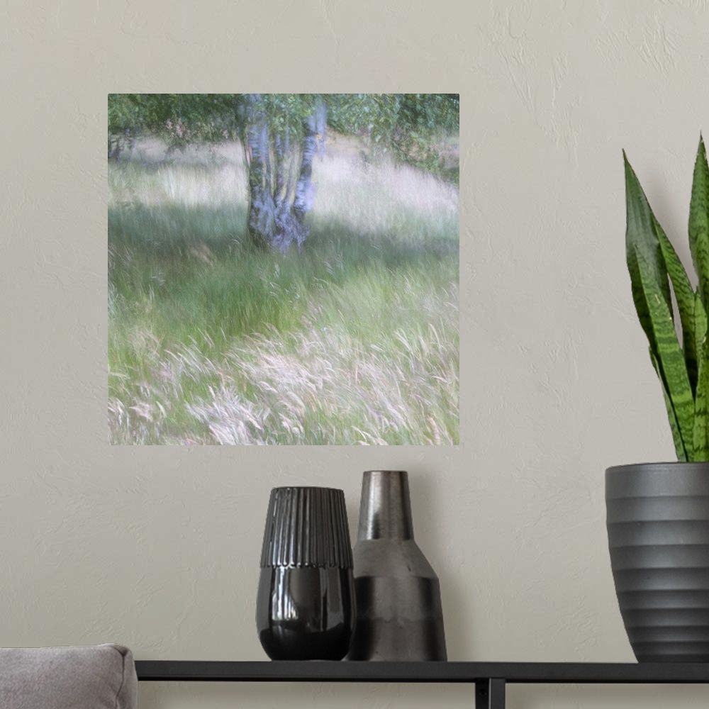 A modern room featuring A soft gentle impressionistic image of the breeze bl;owing through grasses beneath a silver birch...