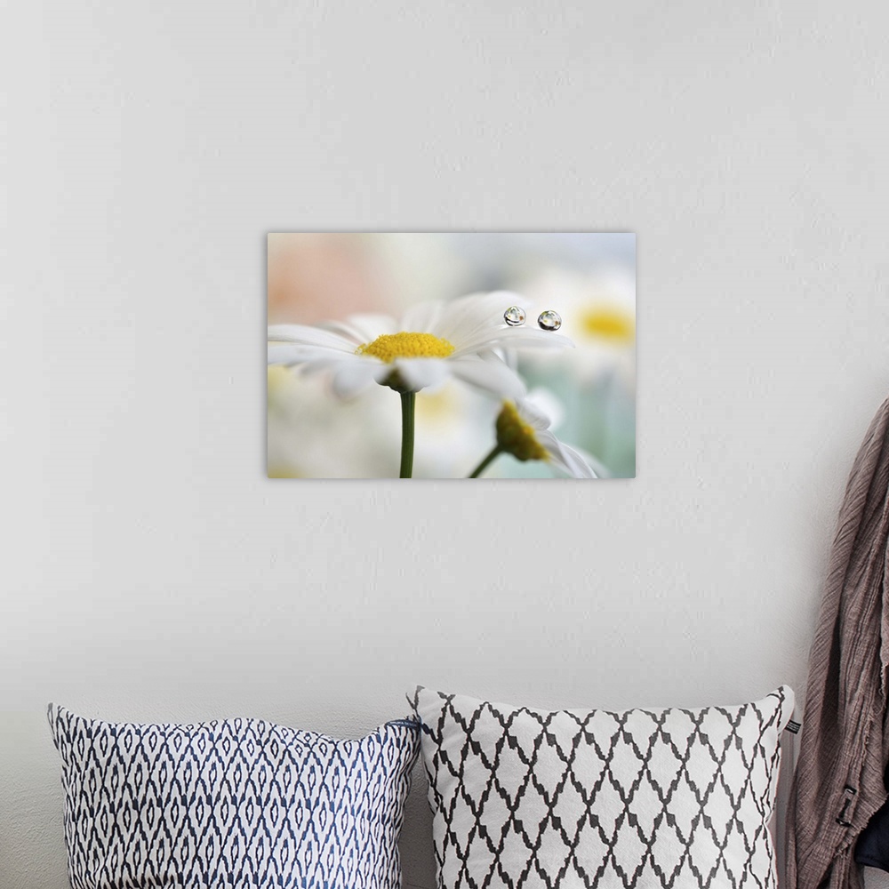A bohemian room featuring Water droplets hanging on the edge of a white daisy petal.