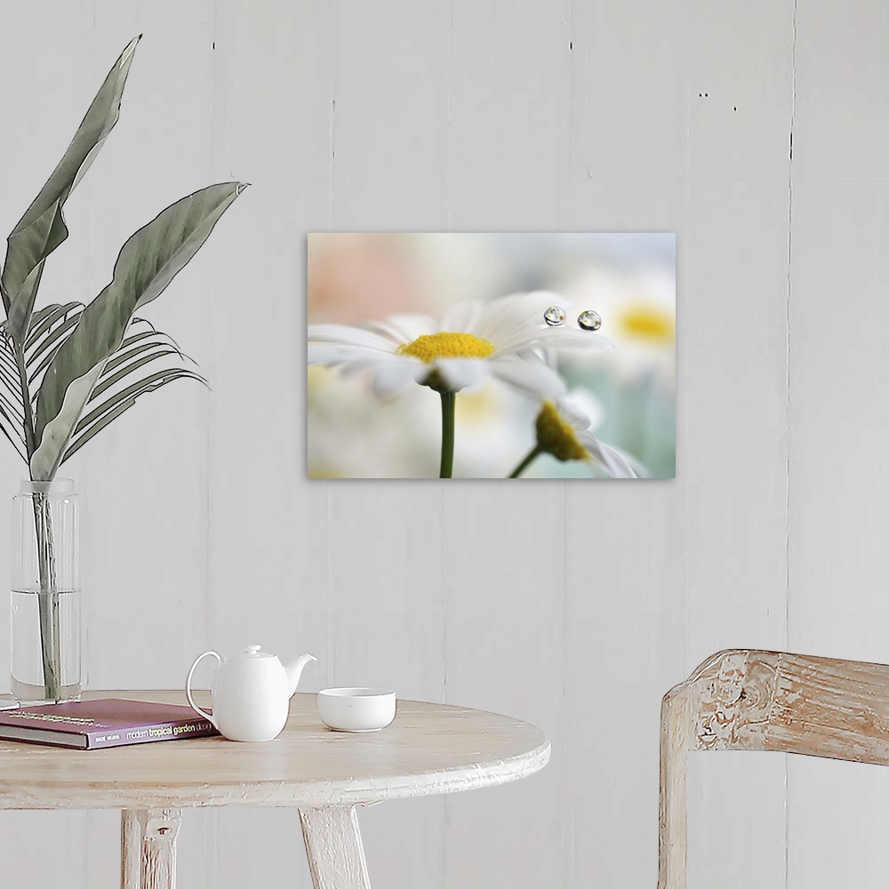 A farmhouse room featuring Water droplets hanging on the edge of a white daisy petal.