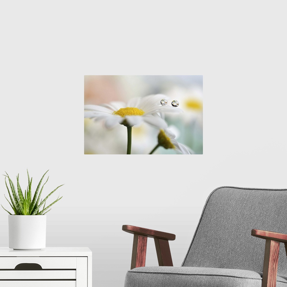 A modern room featuring Water droplets hanging on the edge of a white daisy petal.