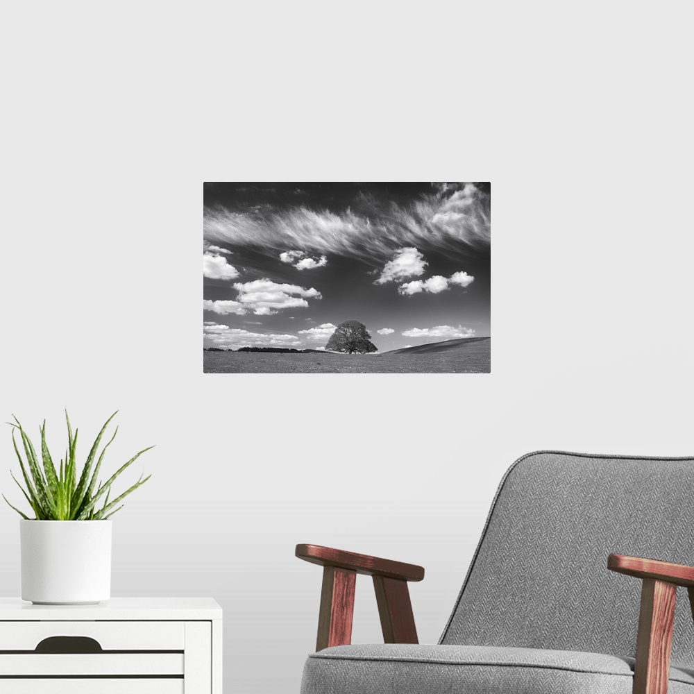 A modern room featuring Black and white photograph of a large lone tree in a big field under a wispy cloud sky.