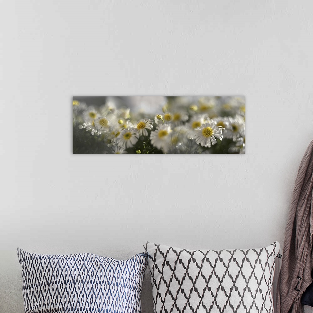 A bohemian room featuring Several photos of flowering daises blended together.