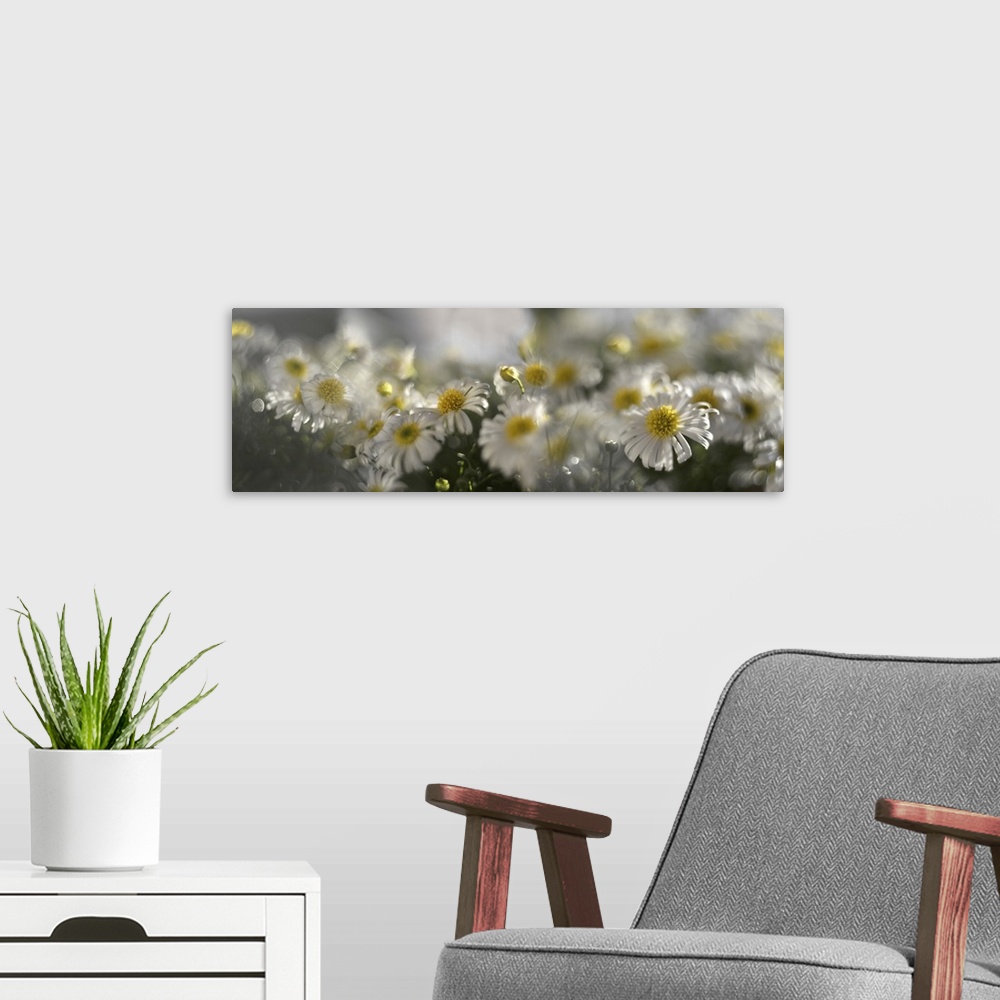 A modern room featuring Several photos of flowering daises blended together.