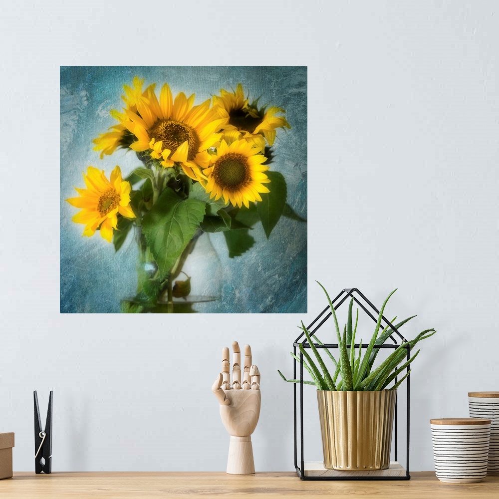 A bohemian room featuring Square image of a bouquet of sunflowers inside a glass vase on a textured indigo background.