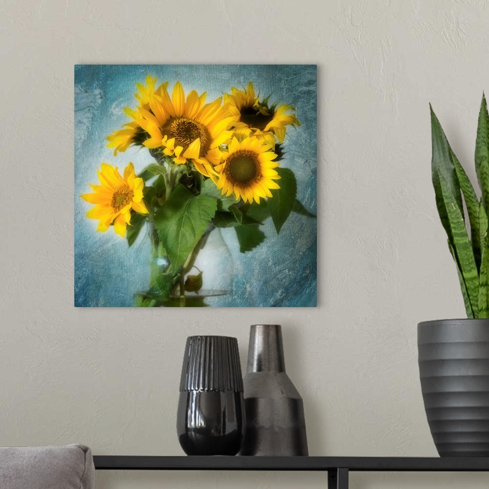 A modern room featuring Square image of a bouquet of sunflowers inside a glass vase on a textured indigo background.