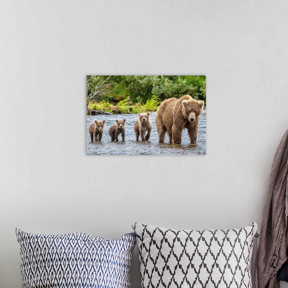 A bohemian room featuring A mother Grizzly bear and her three cubs wading in a river.
