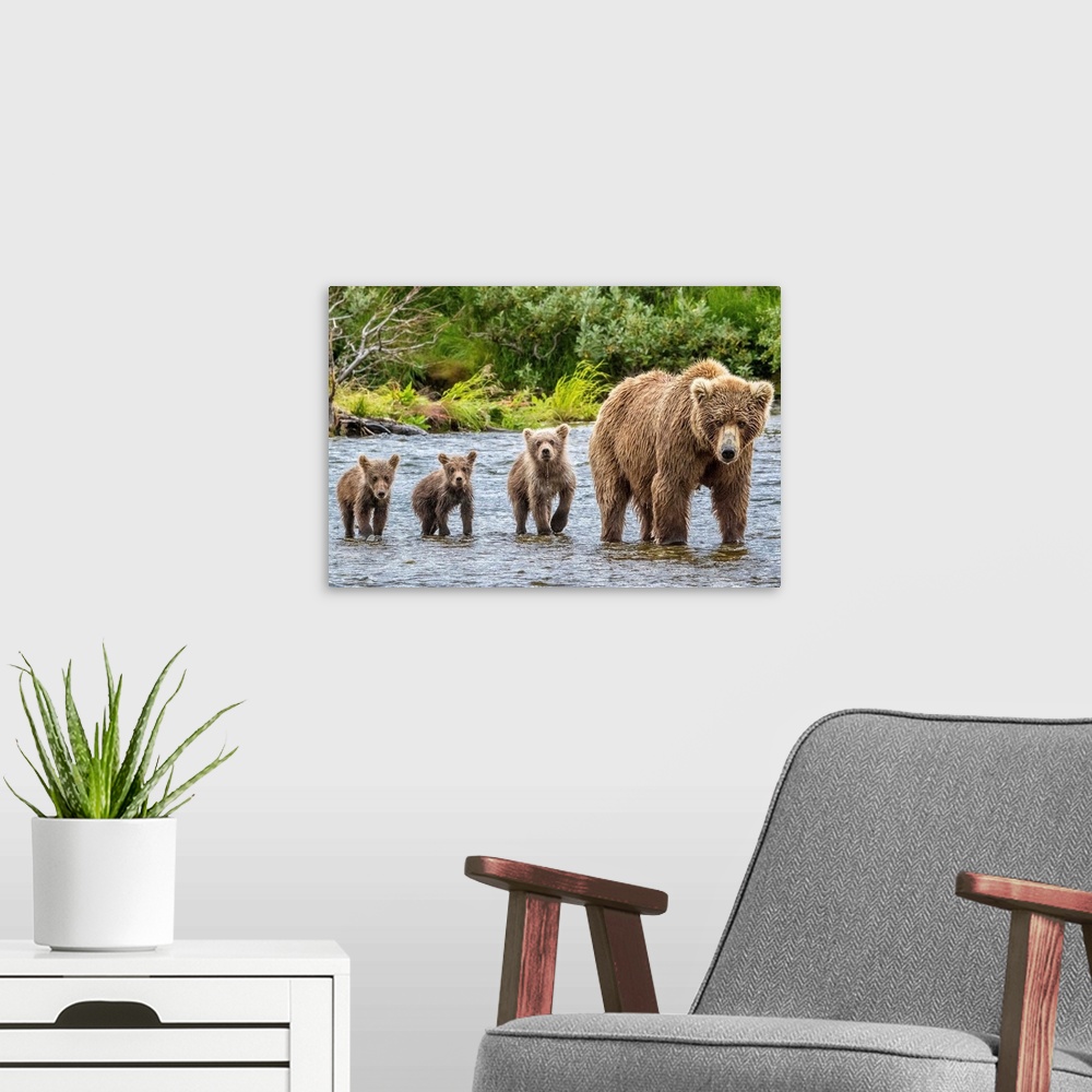 A modern room featuring A mother Grizzly bear and her three cubs wading in a river.