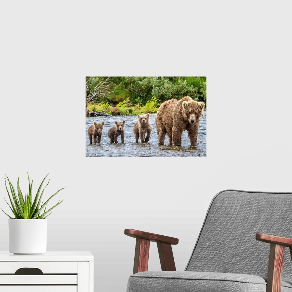 A modern room featuring A mother Grizzly bear and her three cubs wading in a river.