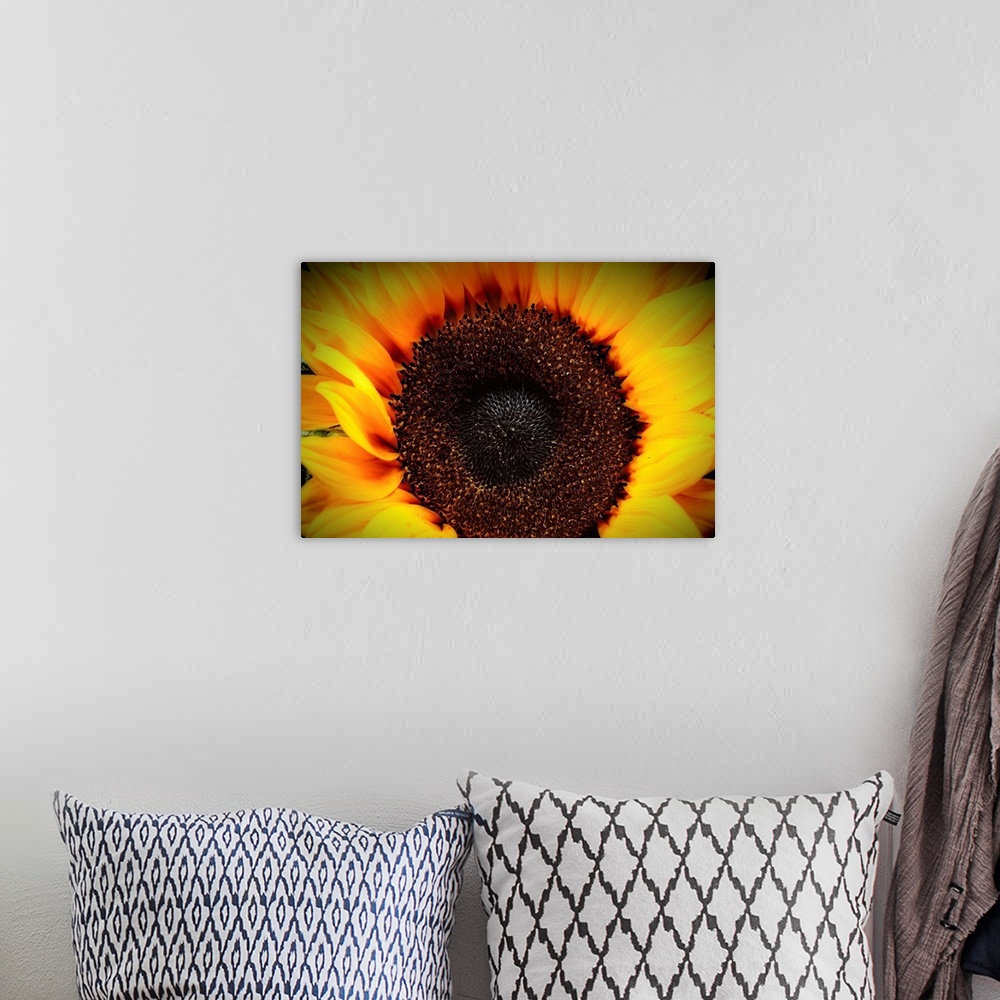 A bohemian room featuring Close up View of a Sunflower Disc