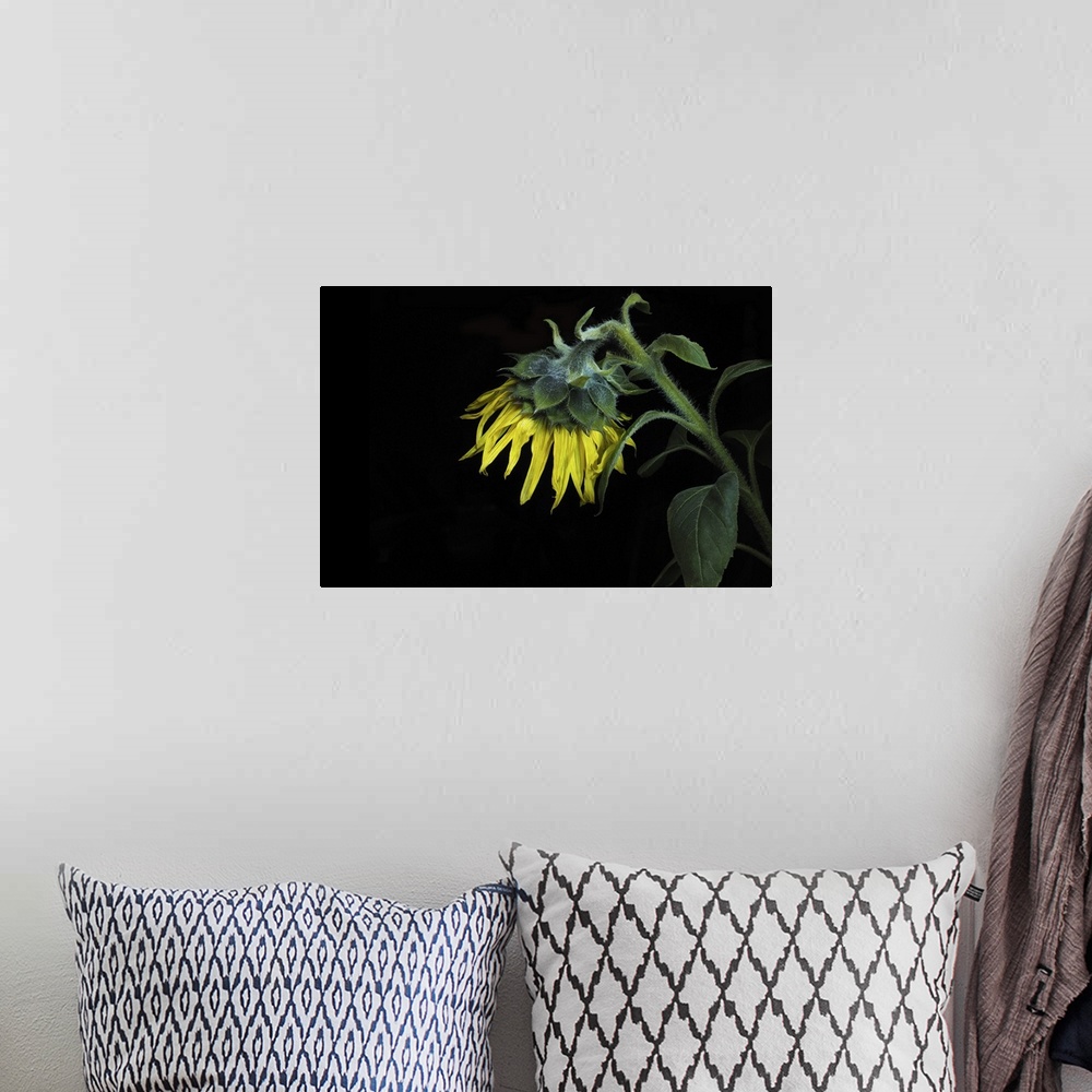 A bohemian room featuring Close-up of a sunflower on a black background