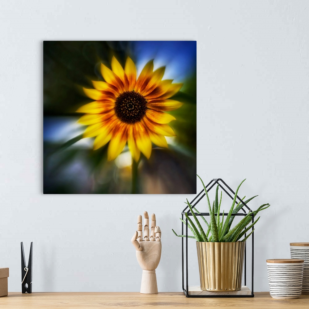 A bohemian room featuring Sunflower By The Road
