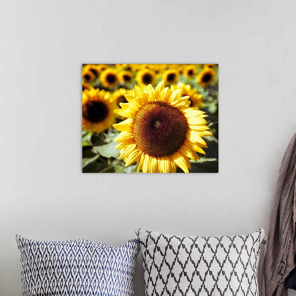 A bohemian room featuring Sunflower Head Close Up ina Field of Sunflowers.