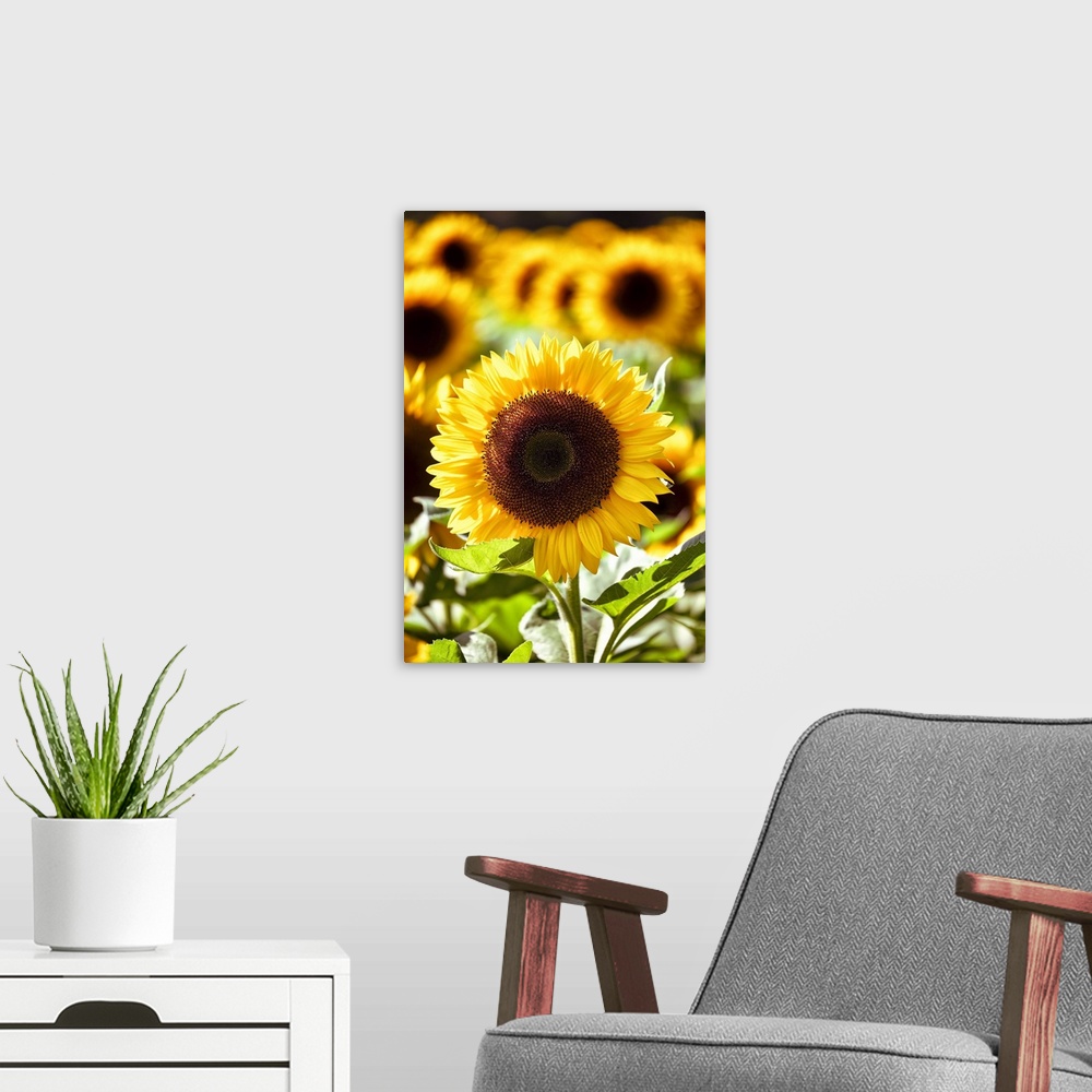 A modern room featuring Sunflower Close Up in a Field of Sunflowers.