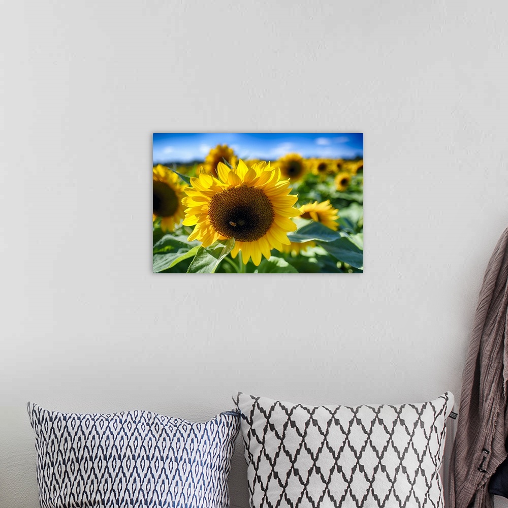 A bohemian room featuring Close Up View of a Sunflower Head in the Middle of a Field with Out of Fucus Background Focus and...