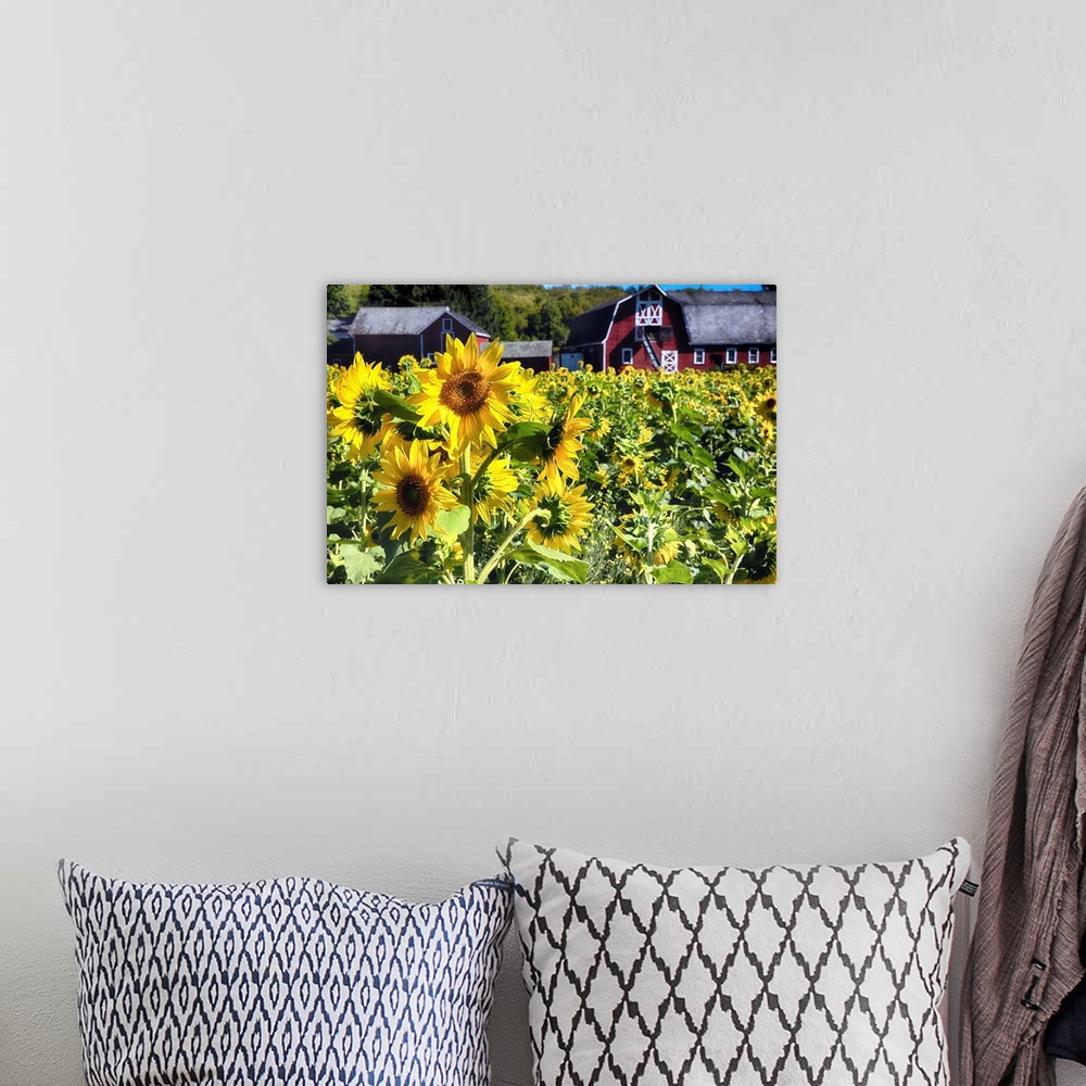 A bohemian room featuring Sunflowers Field with a Red Barn.