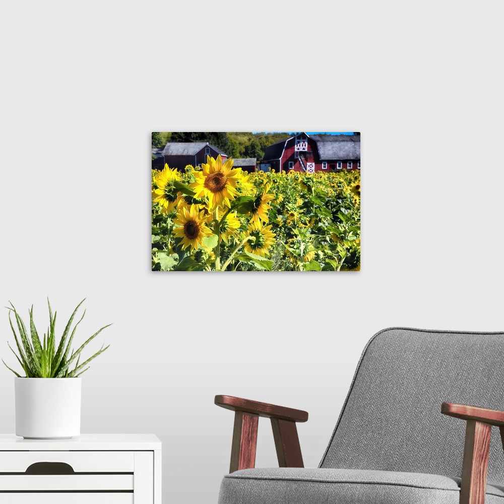A modern room featuring Sunflowers Field with a Red Barn.