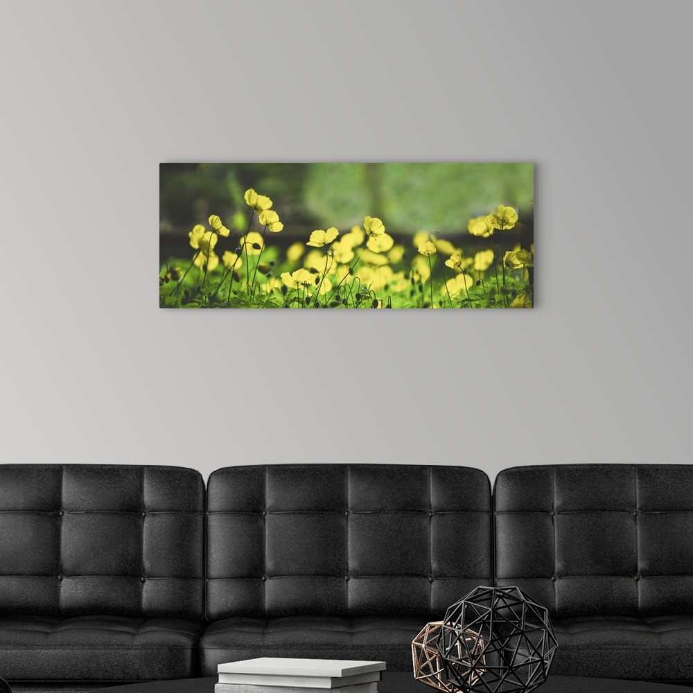 A modern room featuring Morning light dancing across wild yellow poppies with soft bokeh in the background.