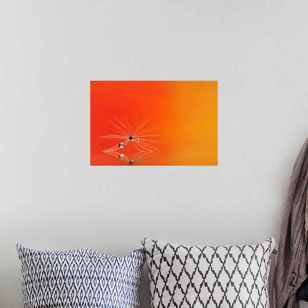 A bohemian room featuring A macro photograph of a water droplet sitting on a seed head sitting on an orange surface.