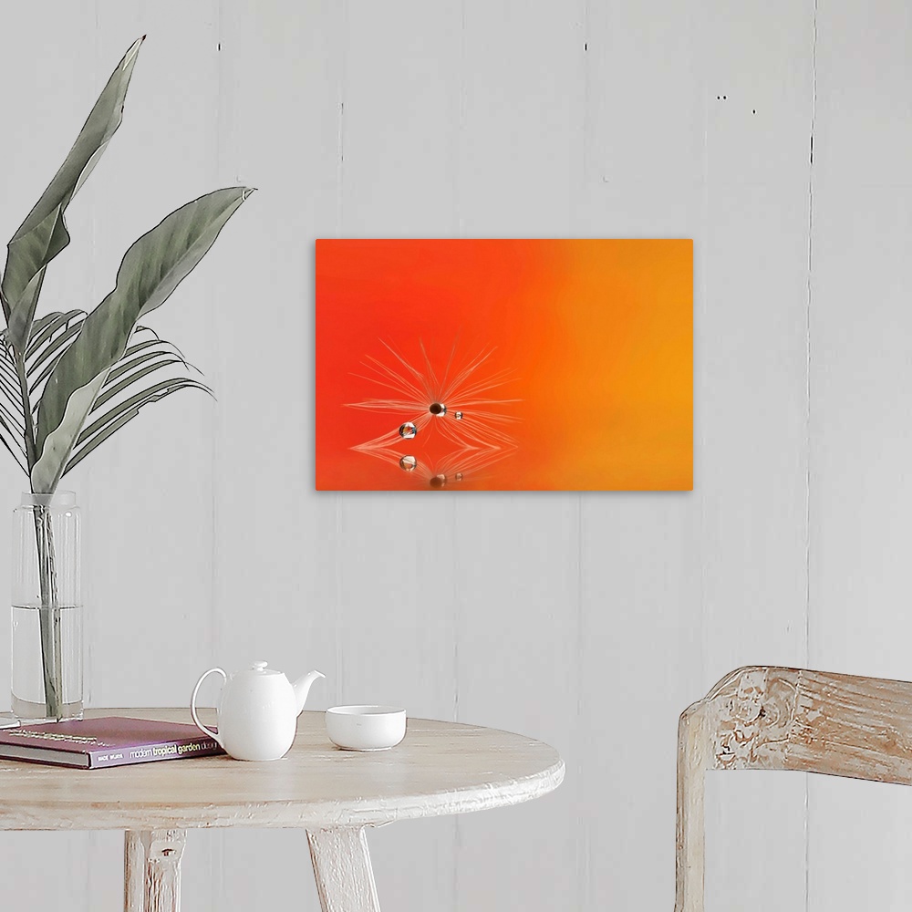 A farmhouse room featuring A macro photograph of a water droplet sitting on a seed head sitting on an orange surface.
