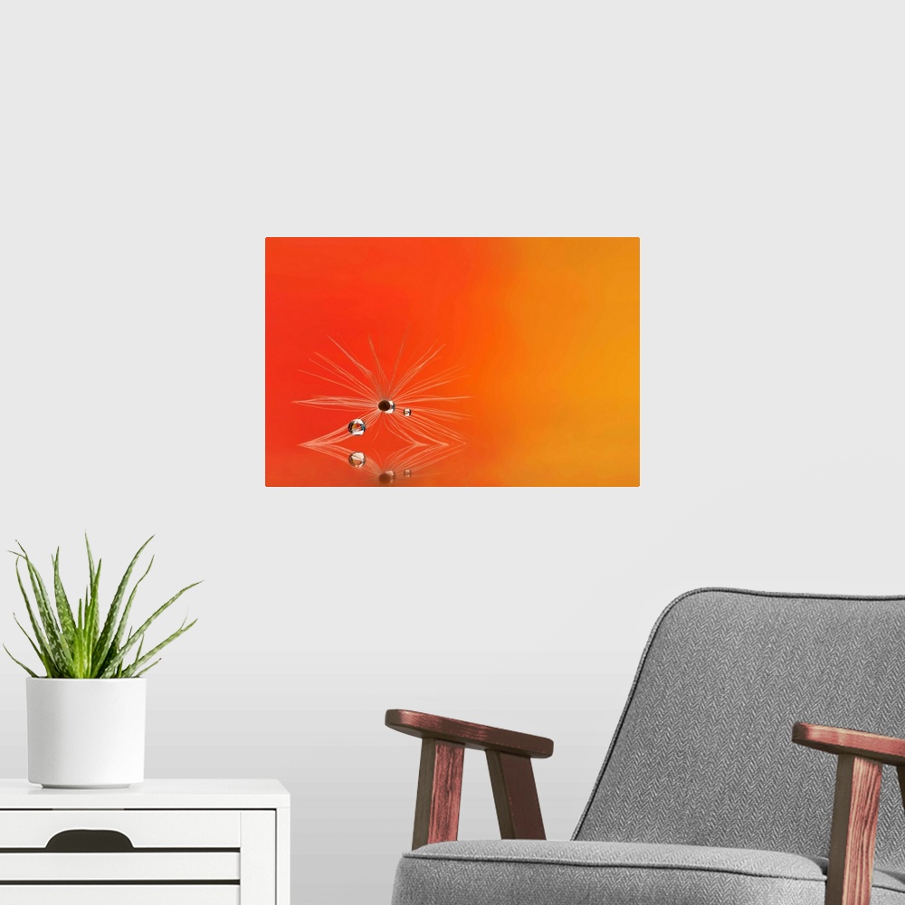 A modern room featuring A macro photograph of a water droplet sitting on a seed head sitting on an orange surface.