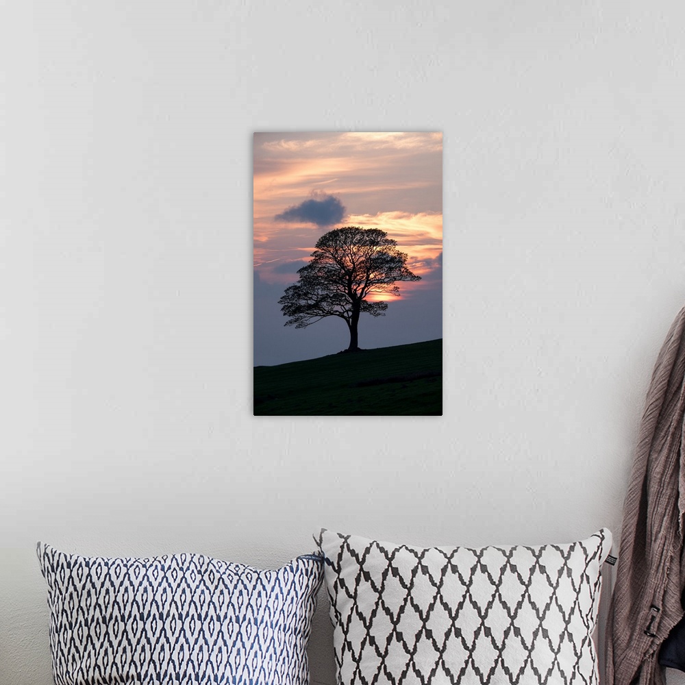 A bohemian room featuring Majestic lone oak tree silhouetted against a beautiful warm orange and yellow sunset of clouds on...