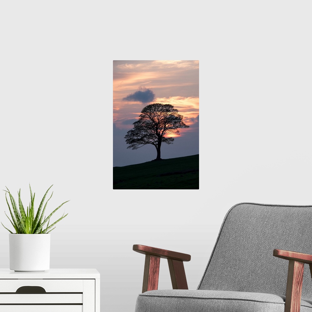 A modern room featuring Majestic lone oak tree silhouetted against a beautiful warm orange and yellow sunset of clouds on...