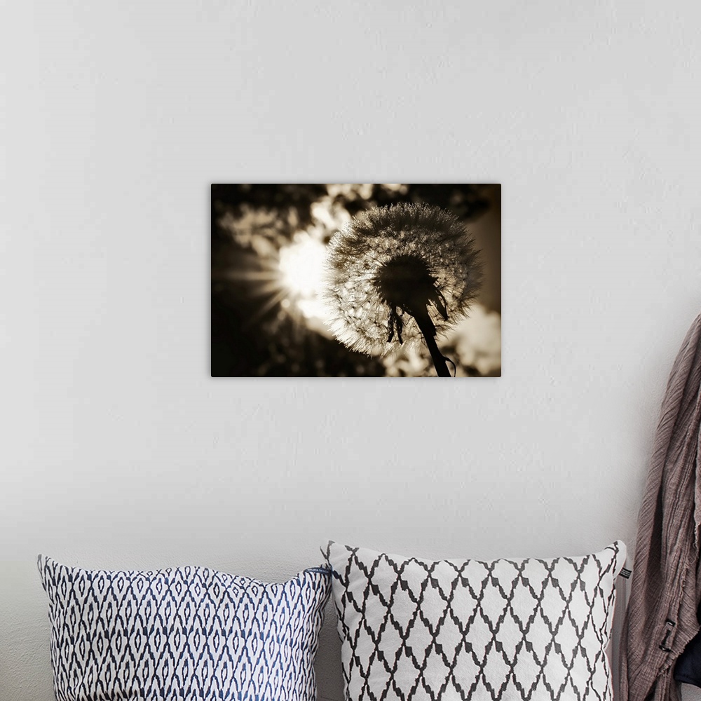A bohemian room featuring A close up photo of a worm's eye view of a dandelion in subdued colors.