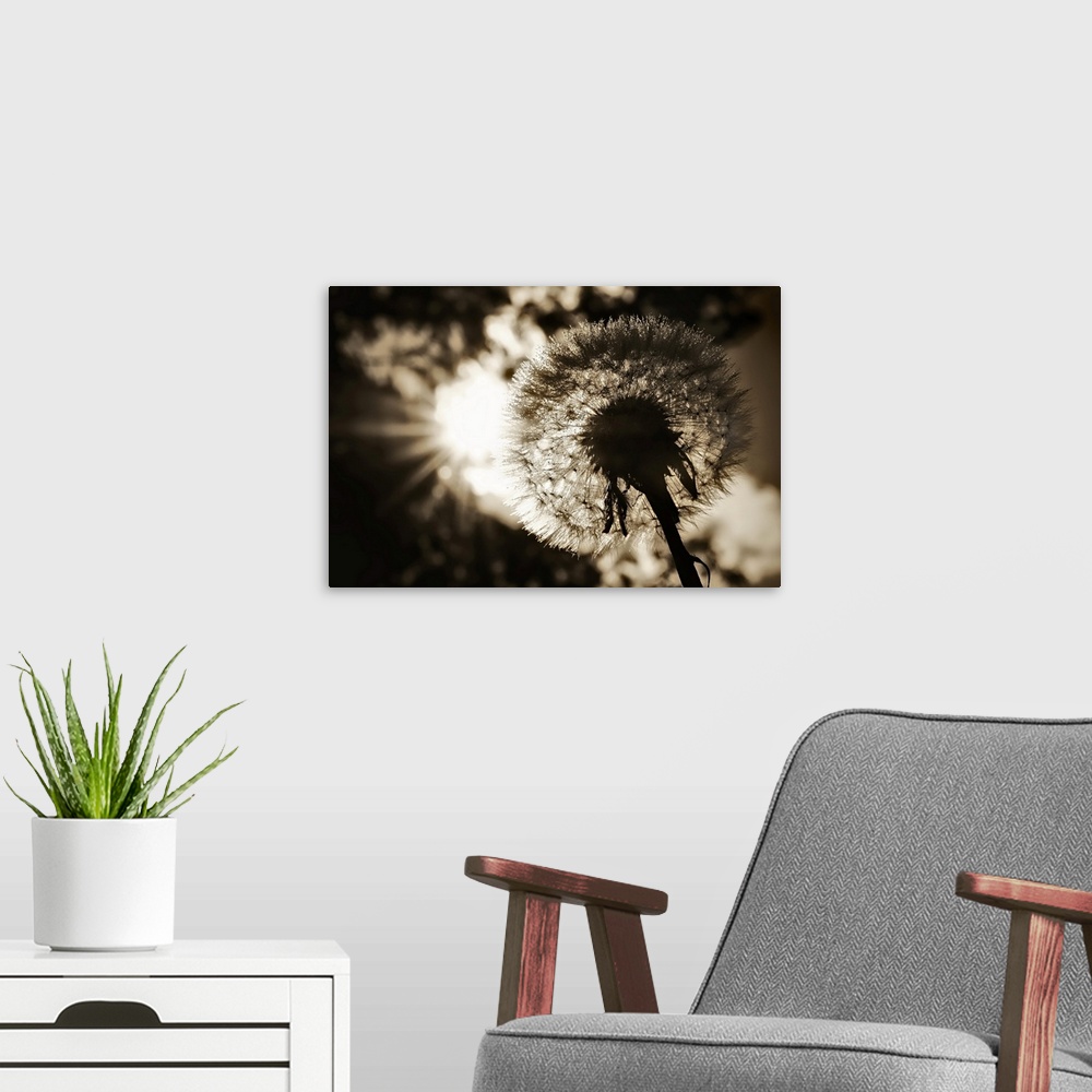 A modern room featuring A close up photo of a worm's eye view of a dandelion in subdued colors.