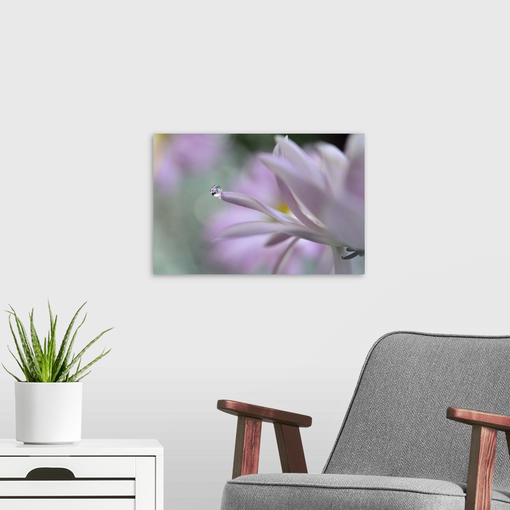 A modern room featuring A macro photograph of a water droplet sitting on the edge of a white flower petal.