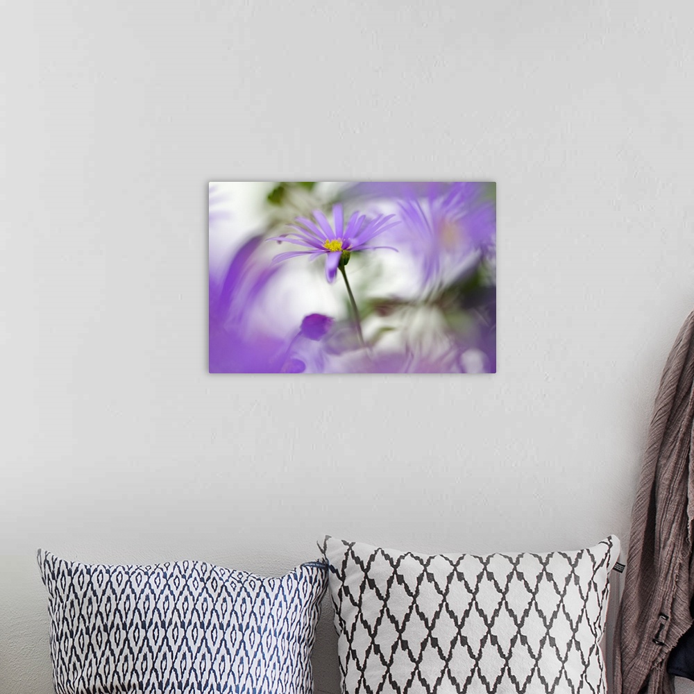 A bohemian room featuring A purple flower standing out against a blurred motion background.