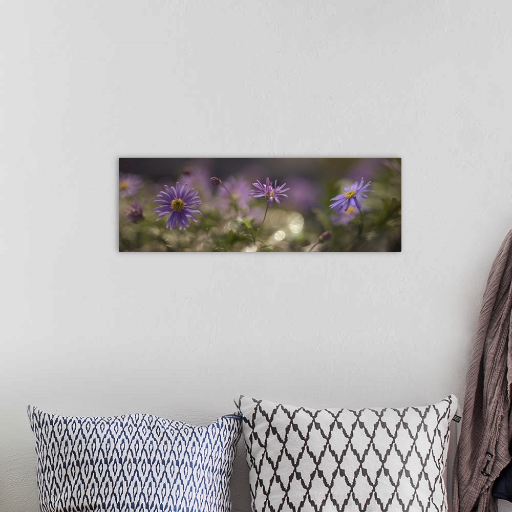 A bohemian room featuring Several photos of small purple flowers are blending together.