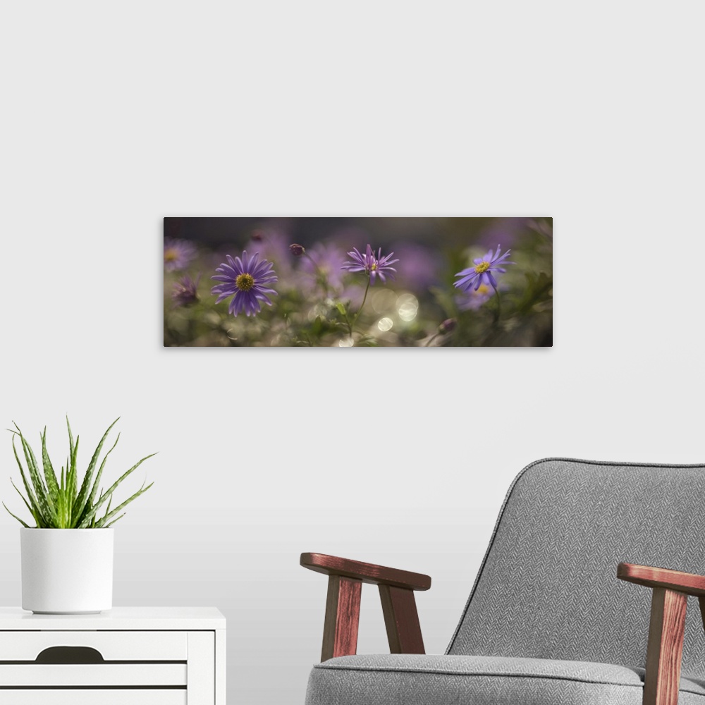 A modern room featuring Several photos of small purple flowers are blending together.