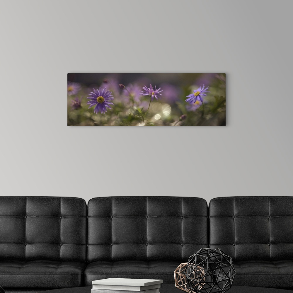 A modern room featuring Several photos of small purple flowers are blending together.
