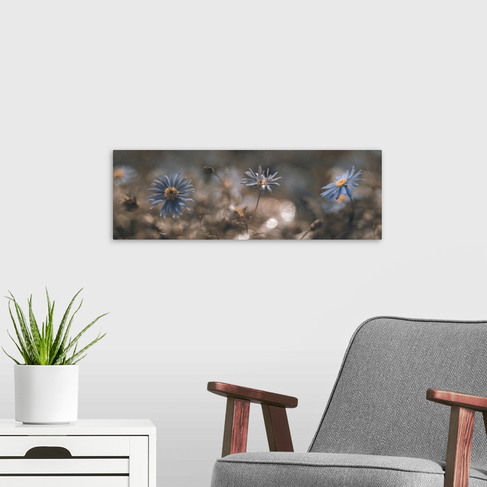A modern room featuring Panoramic of small blue flowers are blending together.