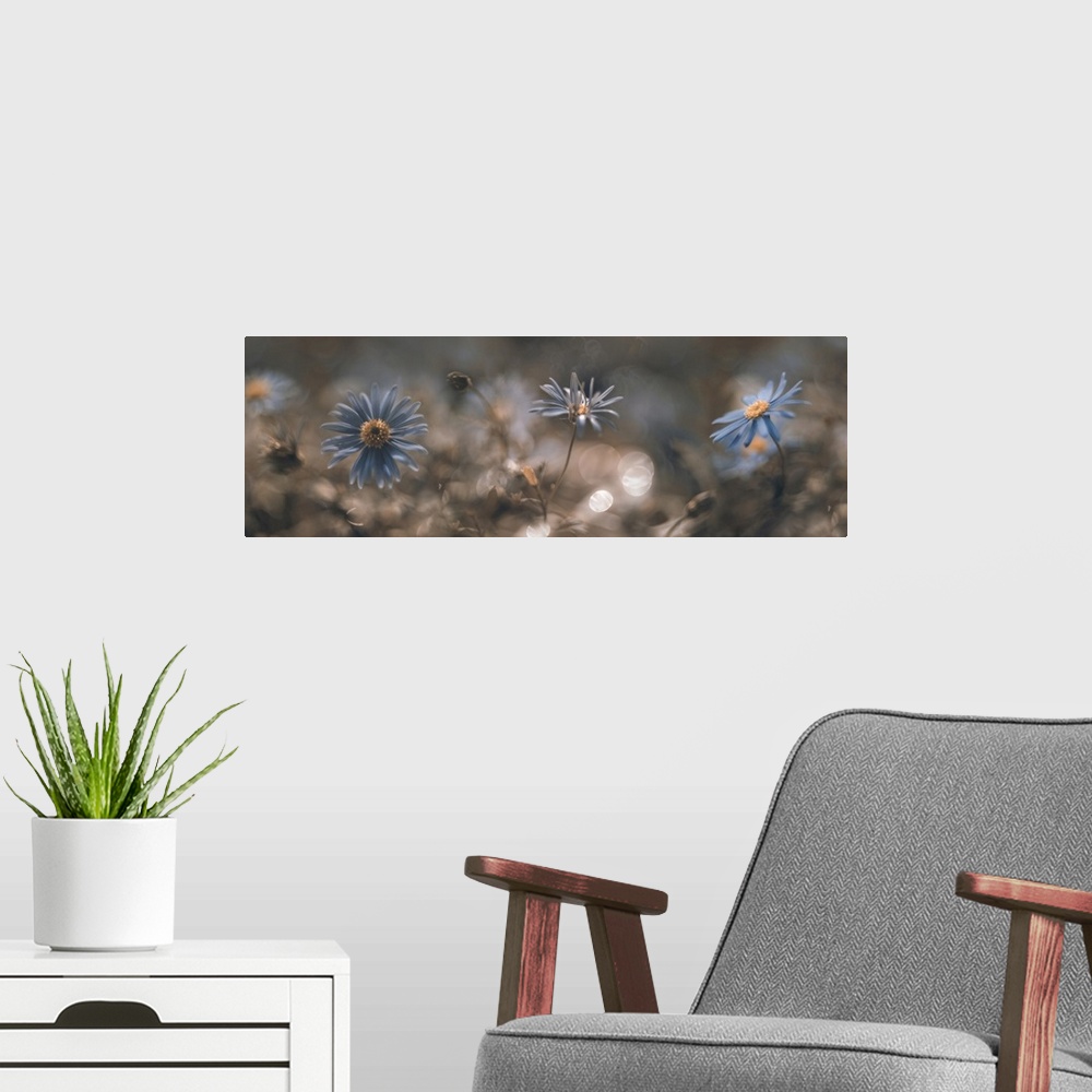 A modern room featuring Panoramic of small blue flowers are blending together.